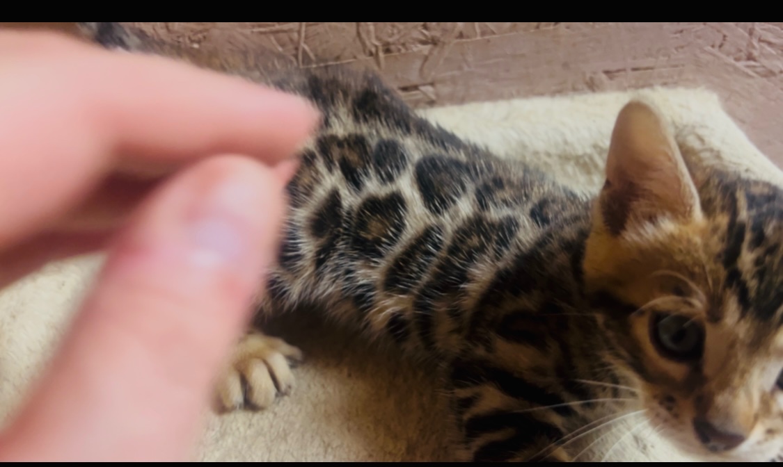 Bengalska mačka s PP - 5