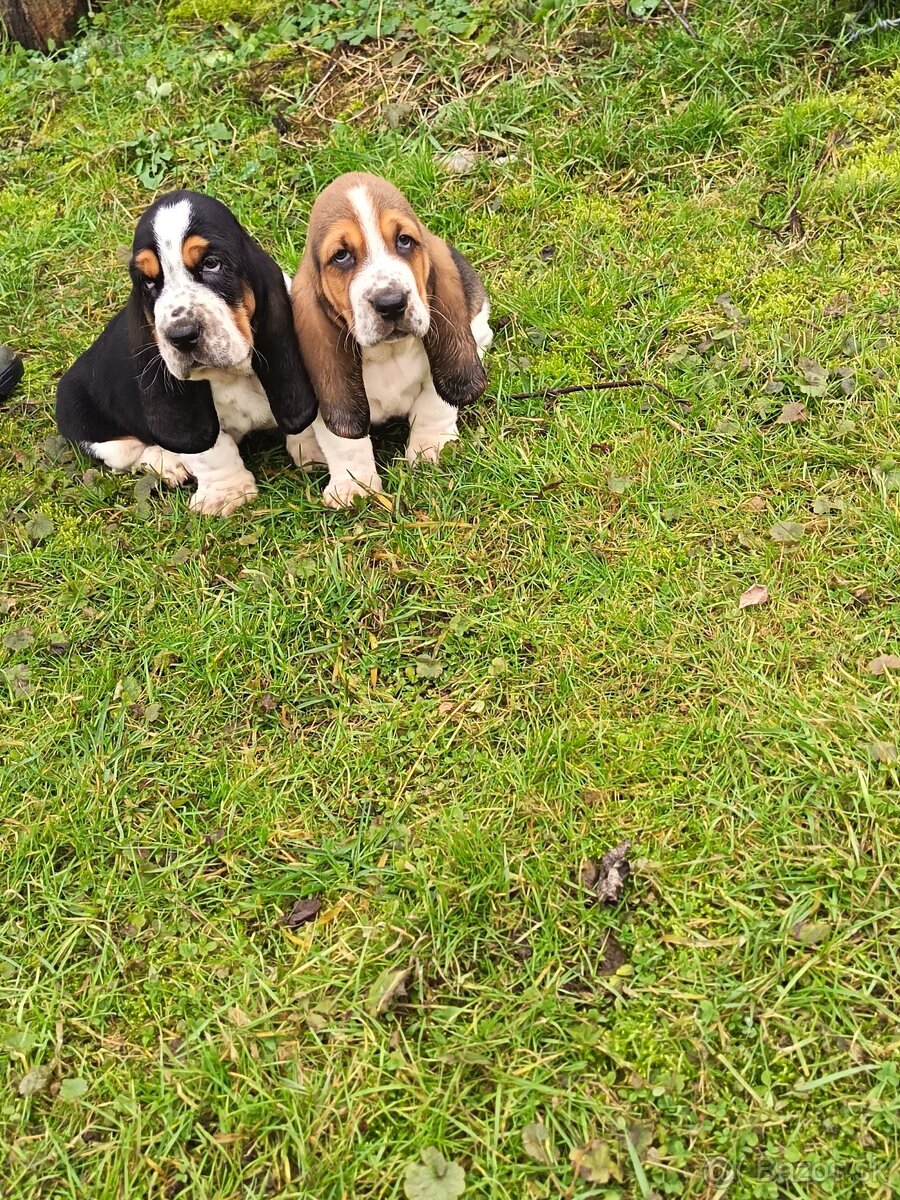 Basset hound - 5