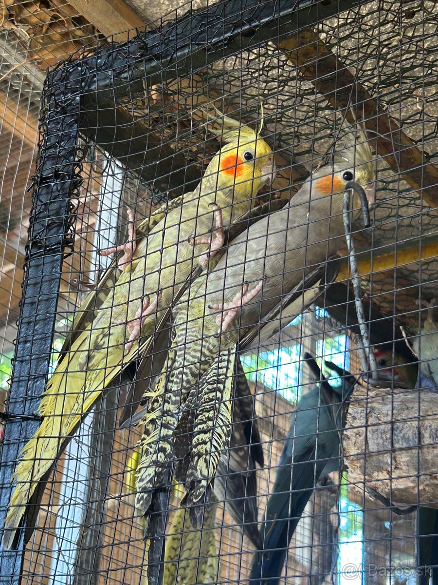 Hľadajú nový domov - 5