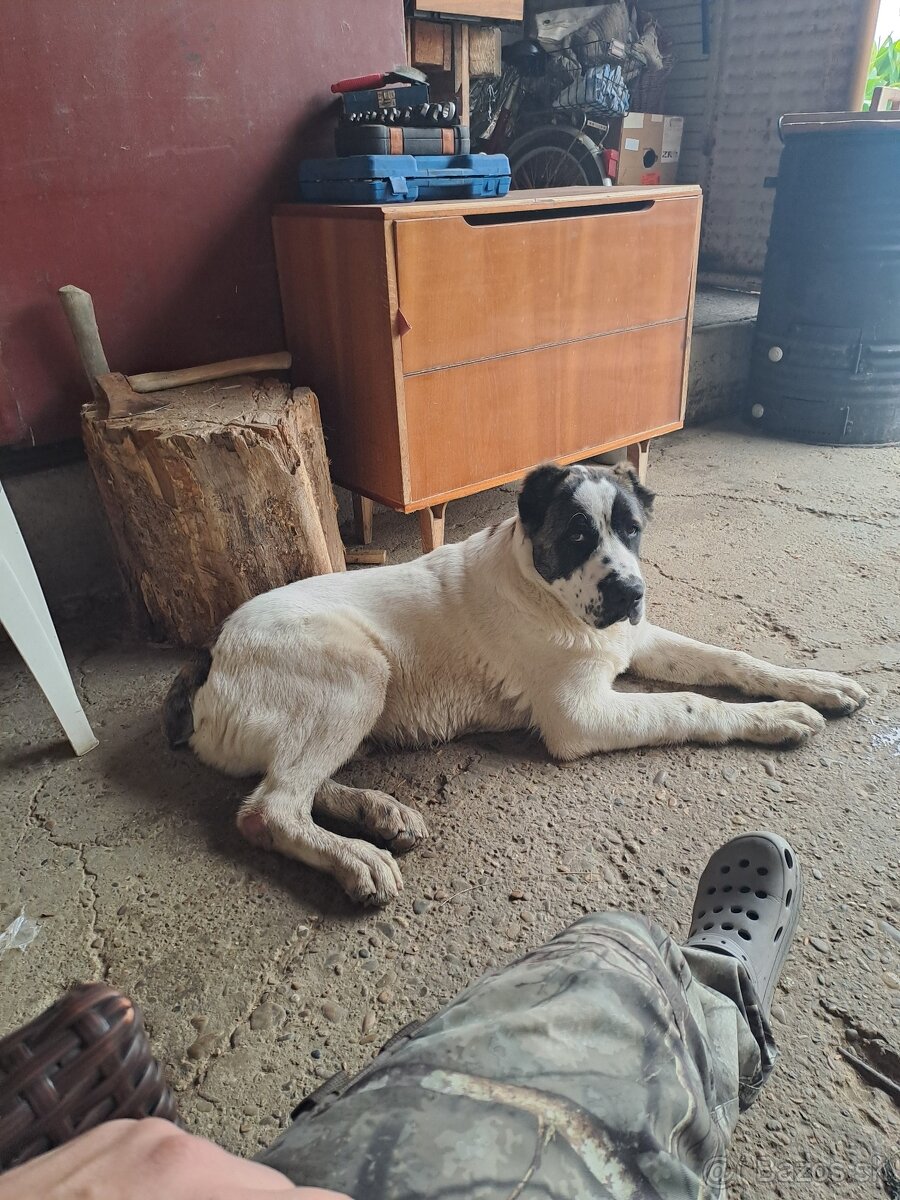 Stredoazijsky ovciak - 5