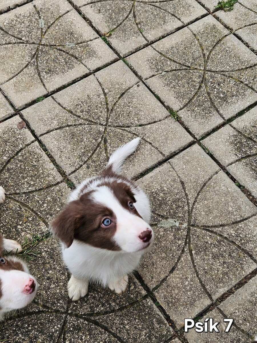 Border kolia - šteniatka na predaj - 5
