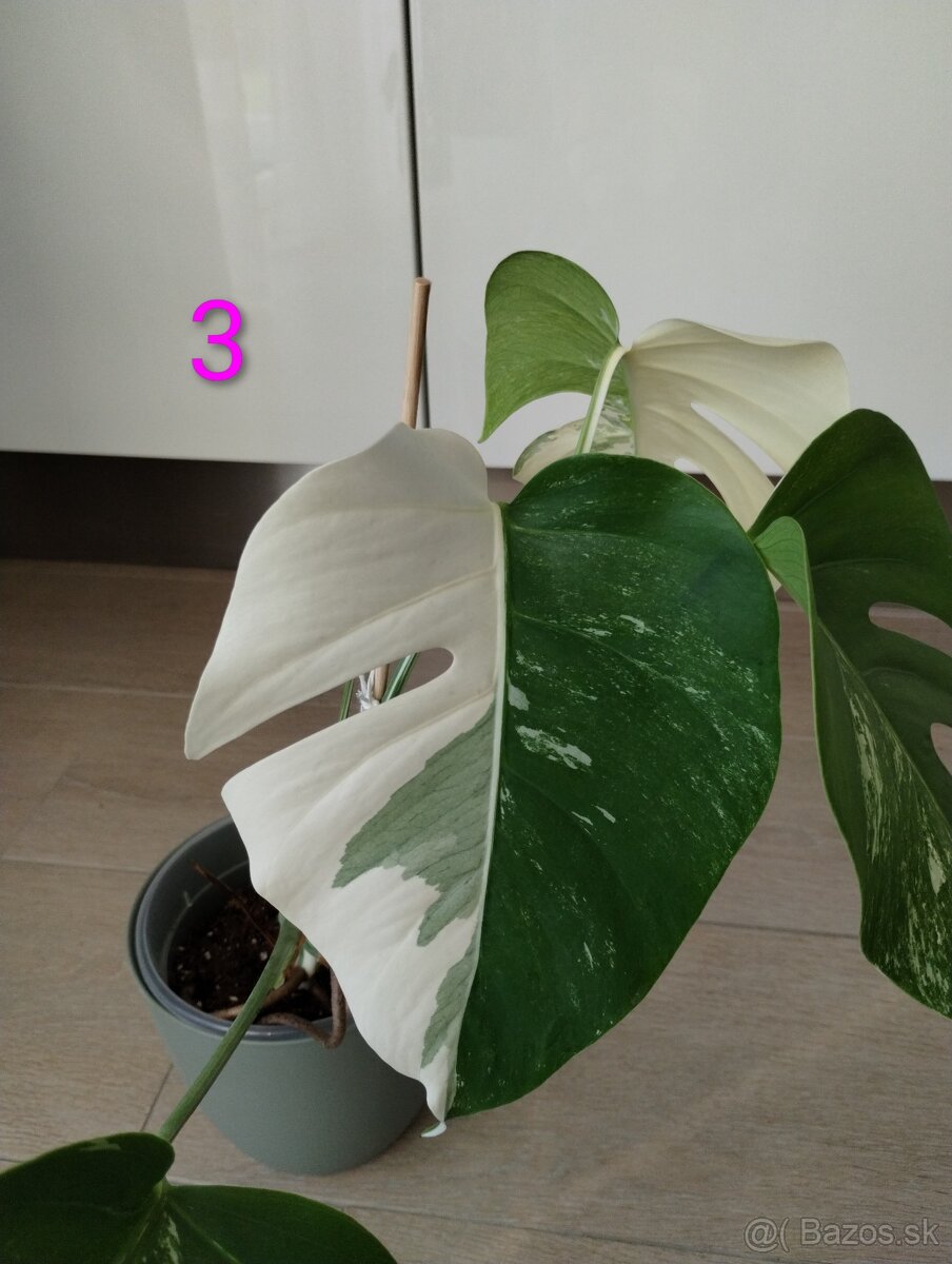 Monstera albo variegata - 5
