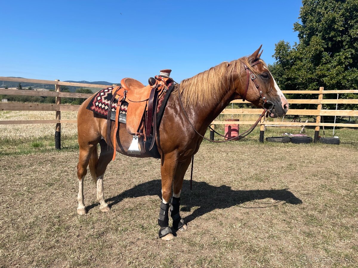 8 ročný valach QH - 5