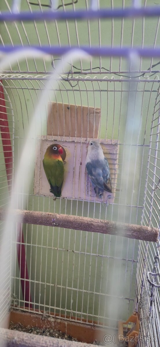 Agapornis fischeri pára. - 5