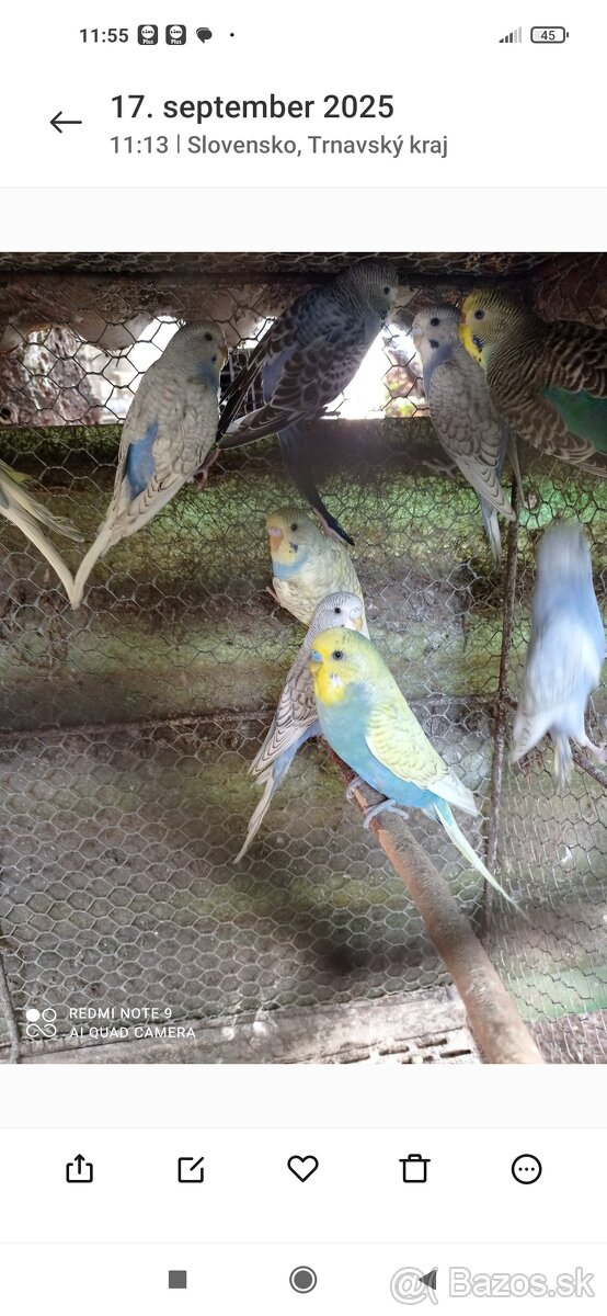 Dúhové andulky - 5