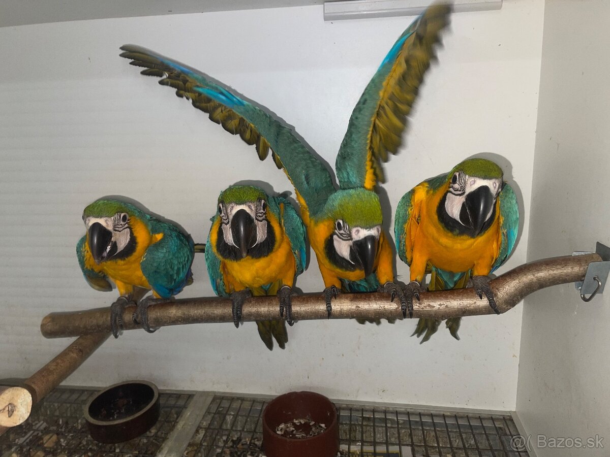 🟡🔵🟡🔵 Ara Ararauna 🟡🔵🟡🔵 - 5