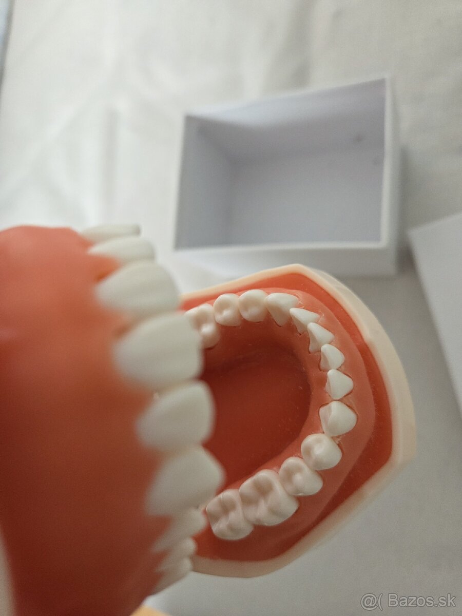 Model zubov na škrabanie - 5