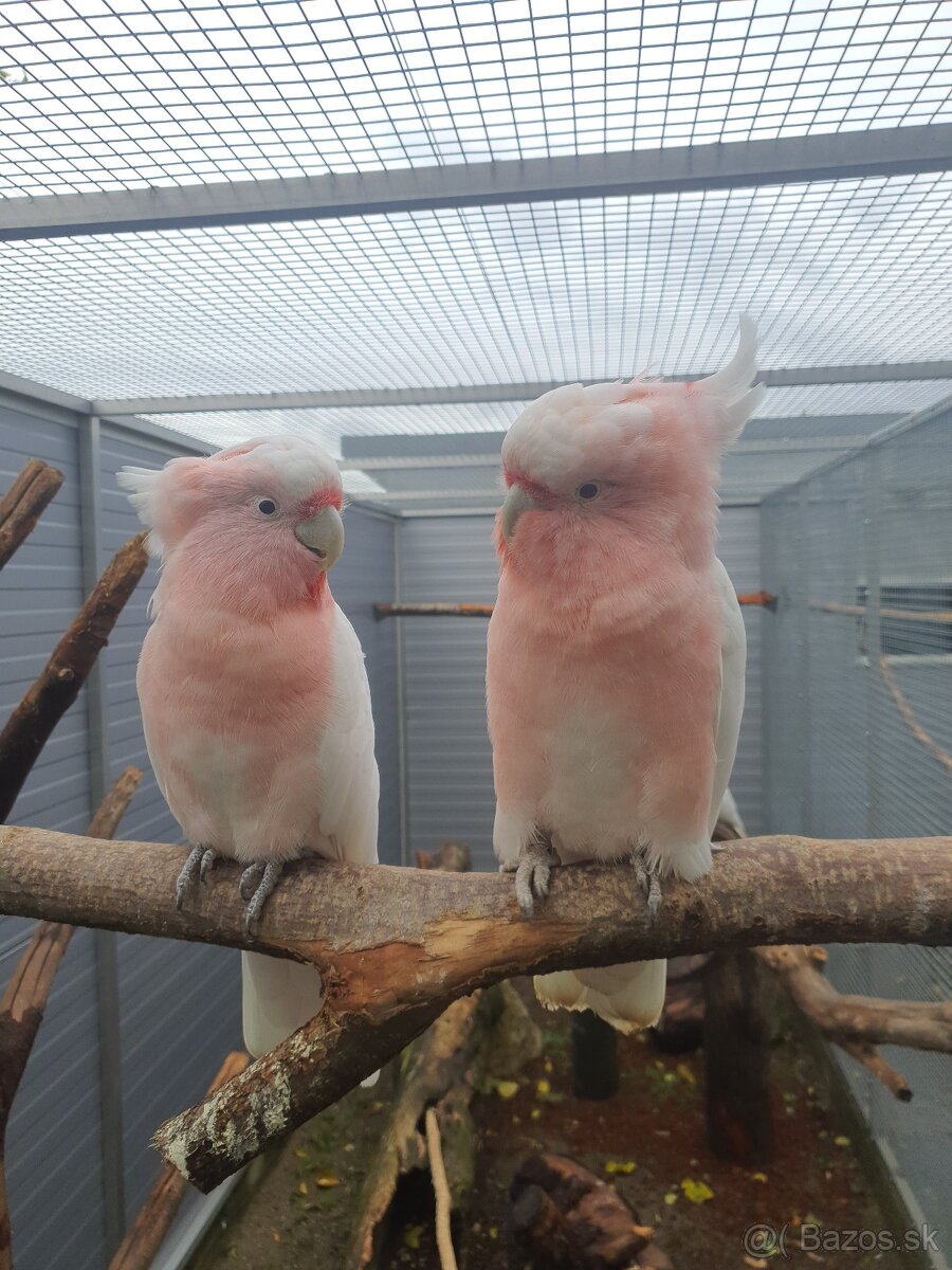 Inka,ruzovy lutino, horsky - 5