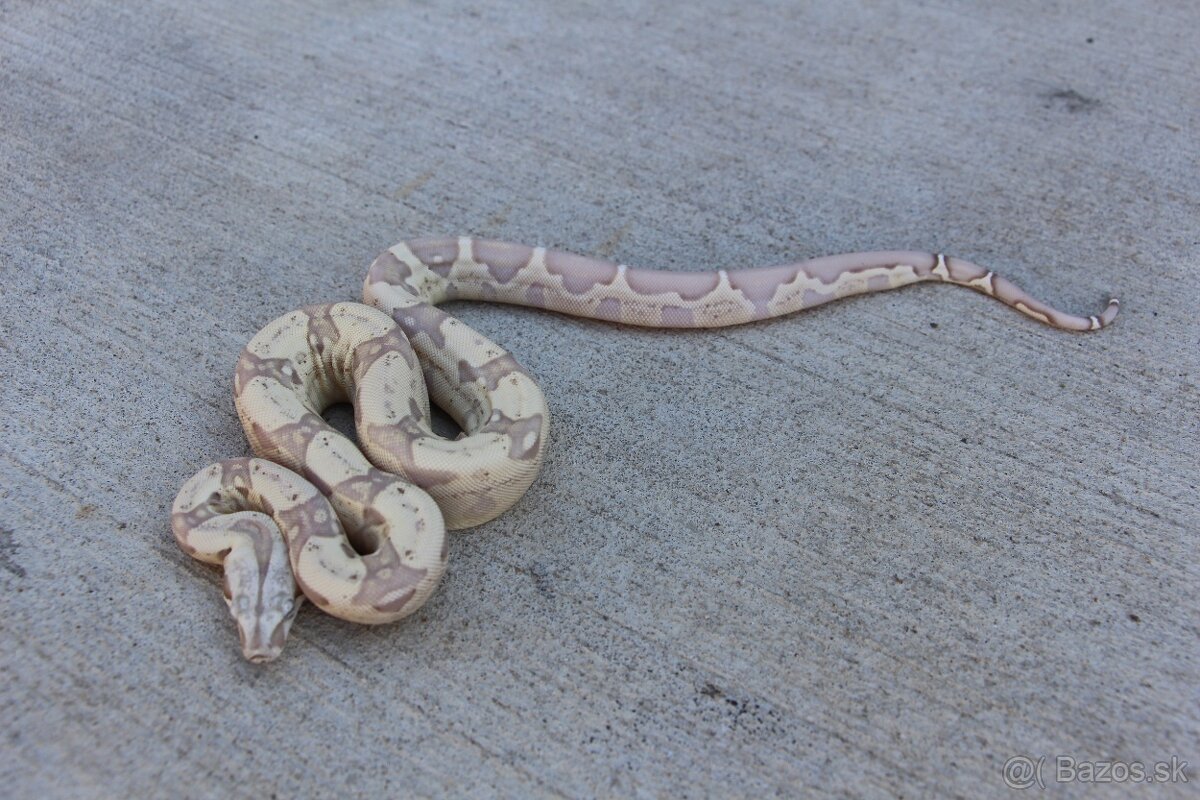 Veľhad kráľovský, Boa constrictor - 5