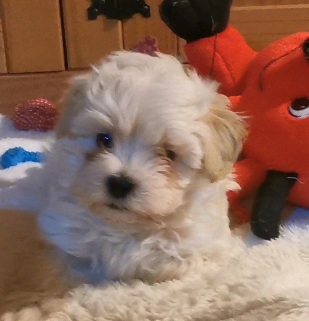 Maltipoo - 5
