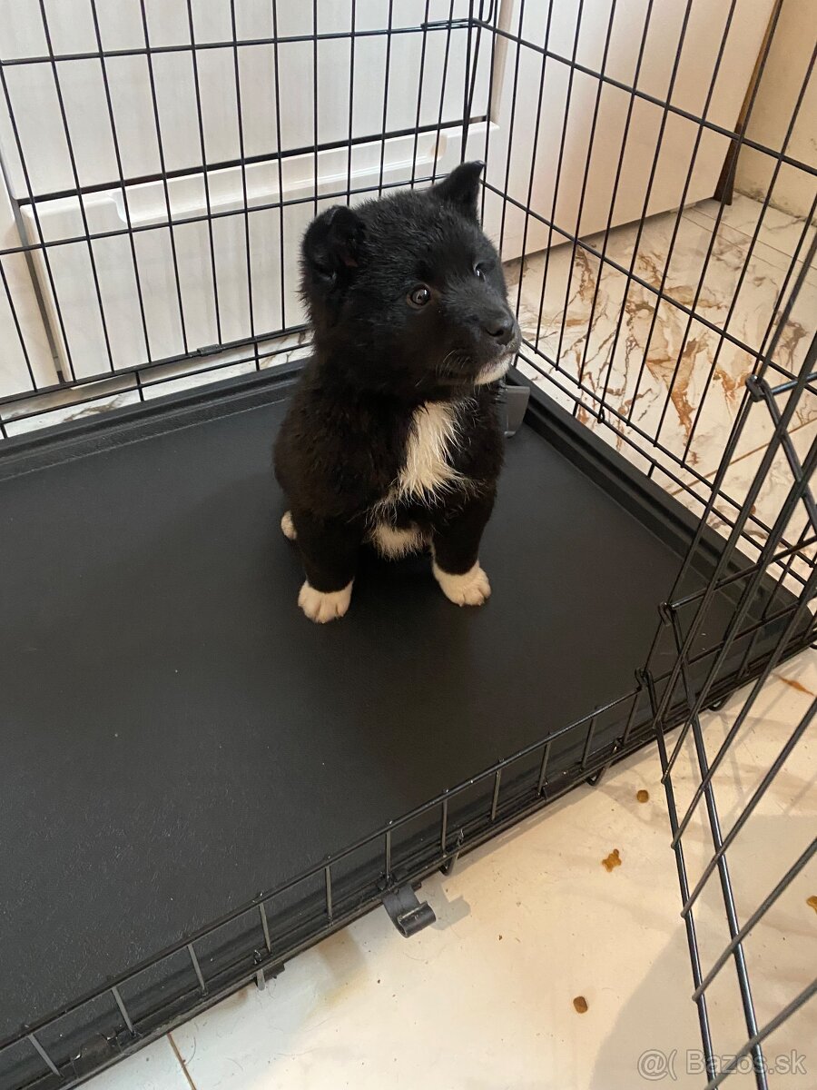 Akita -shiba inú - 5