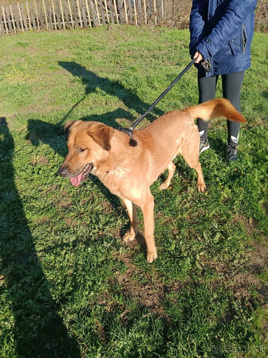 Nemecko-Belgicky ovčiak - 5