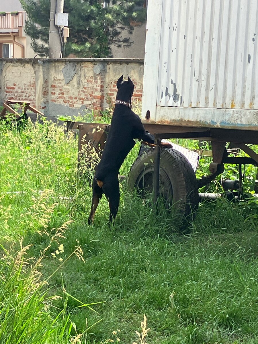 Doberman na krytie - 5