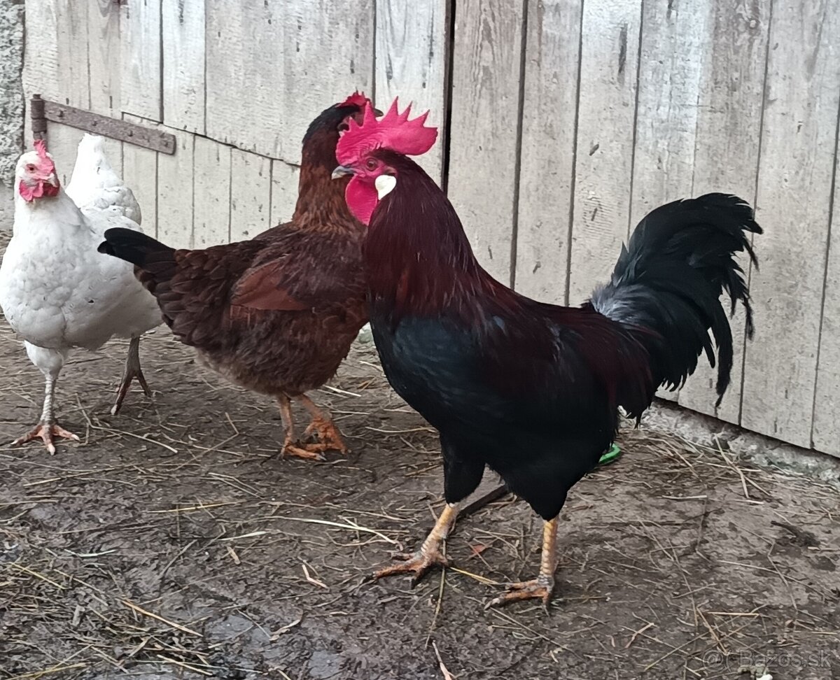Predám kohúta - 5