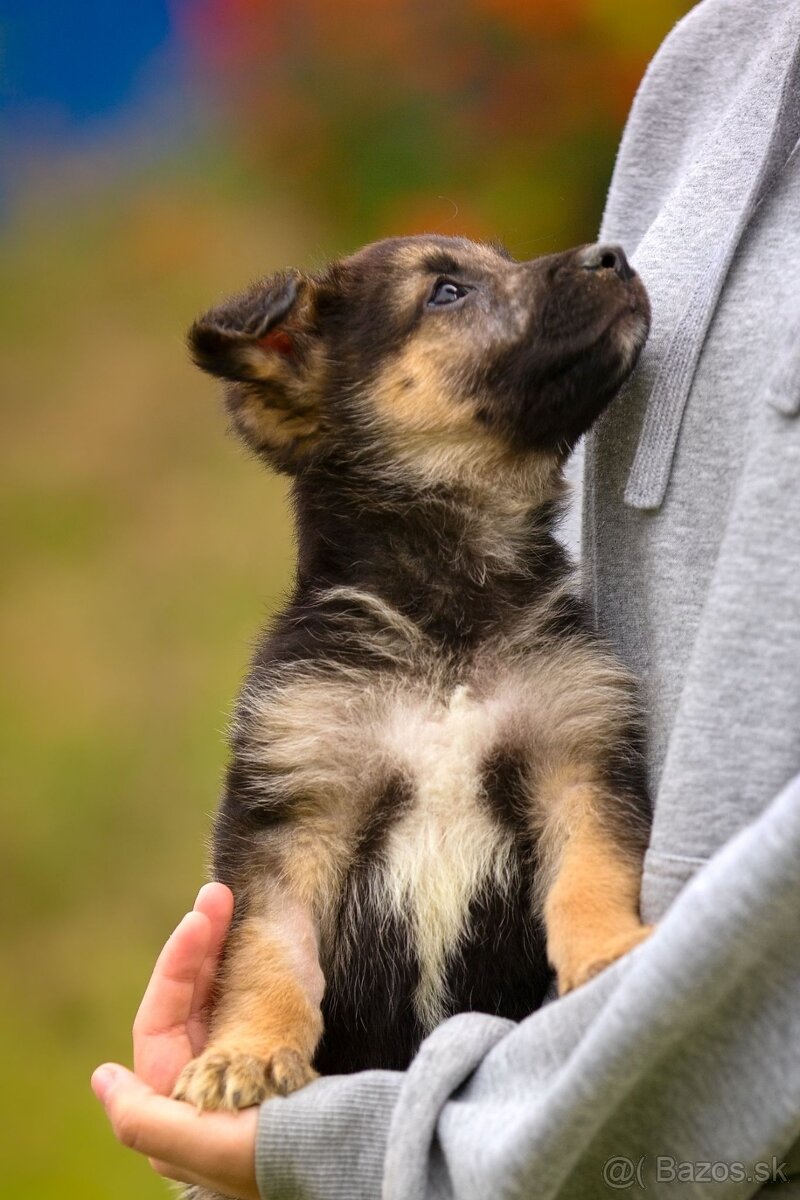 Darujem originálne šteniatka - mix husky / vlčiak / jazvečík - 5