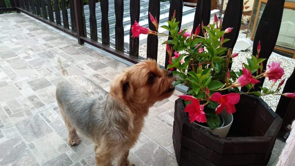 Stráženie psov - 5