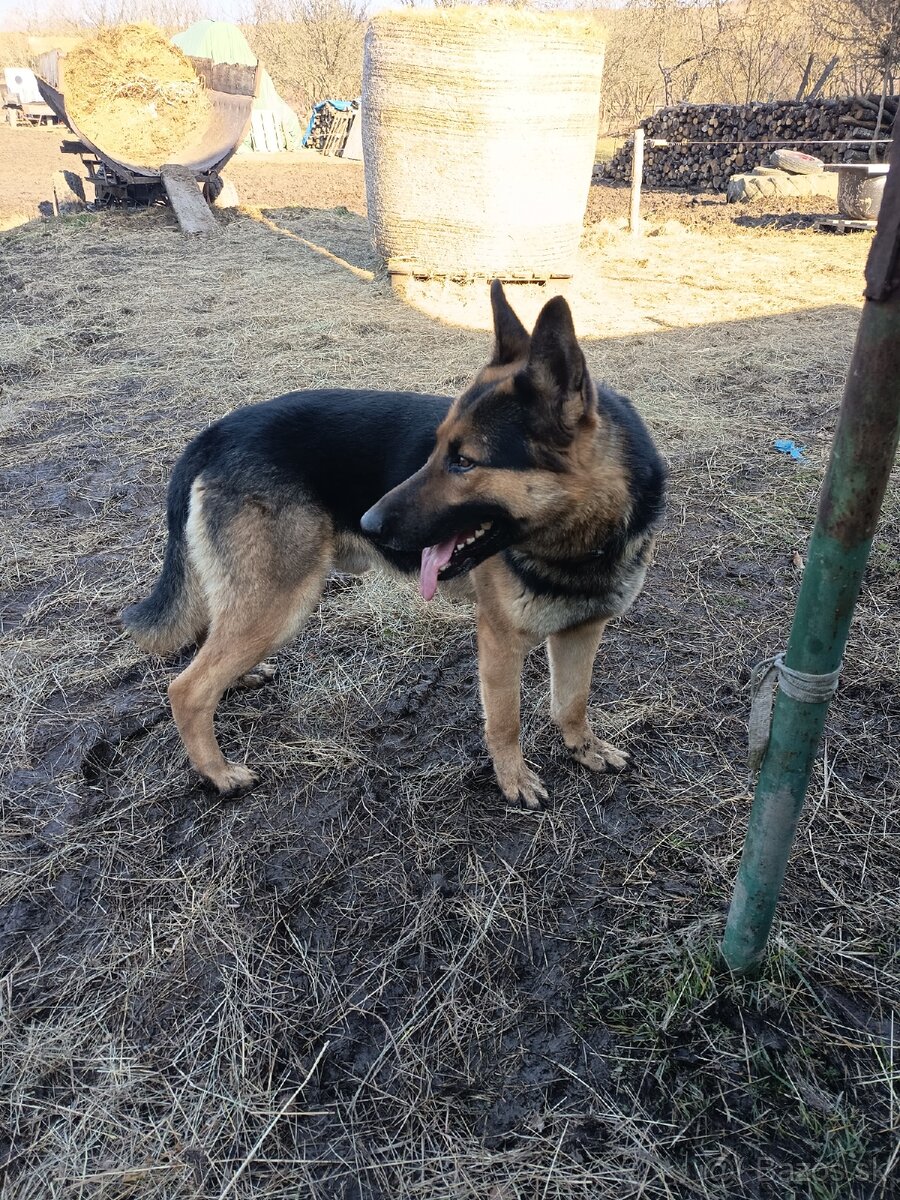 Predám nemecký ovčiak - 5