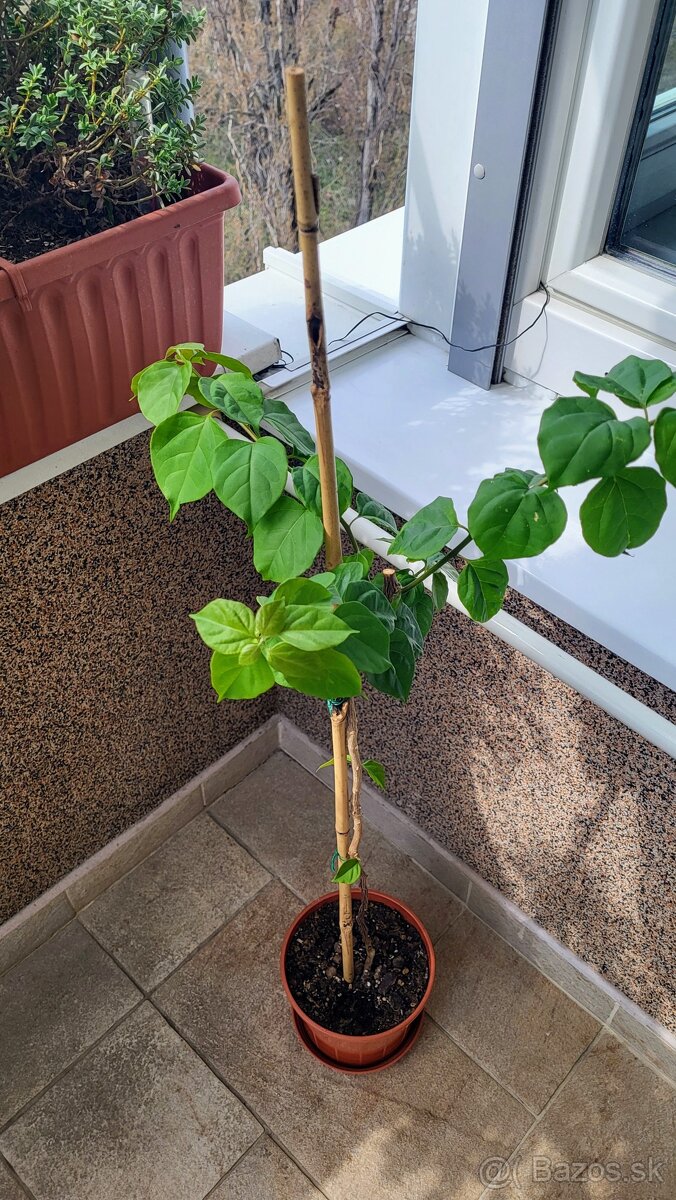 Bugenvilea (Bougainvillea) červená - 5