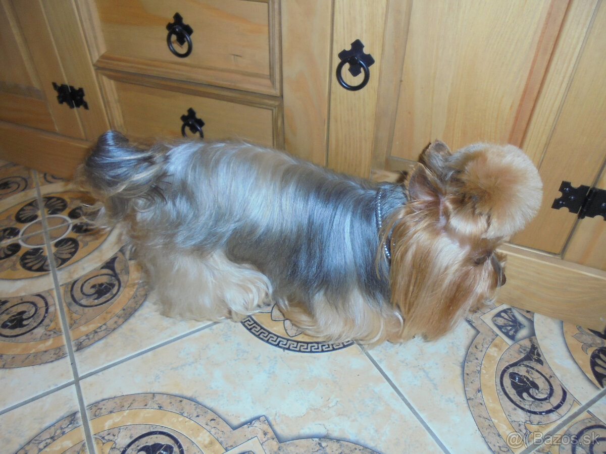 YORKSHIRSKÝ TERIÉR - PSÍK NA KRYTIE, NIE NA PREDAJ - 5