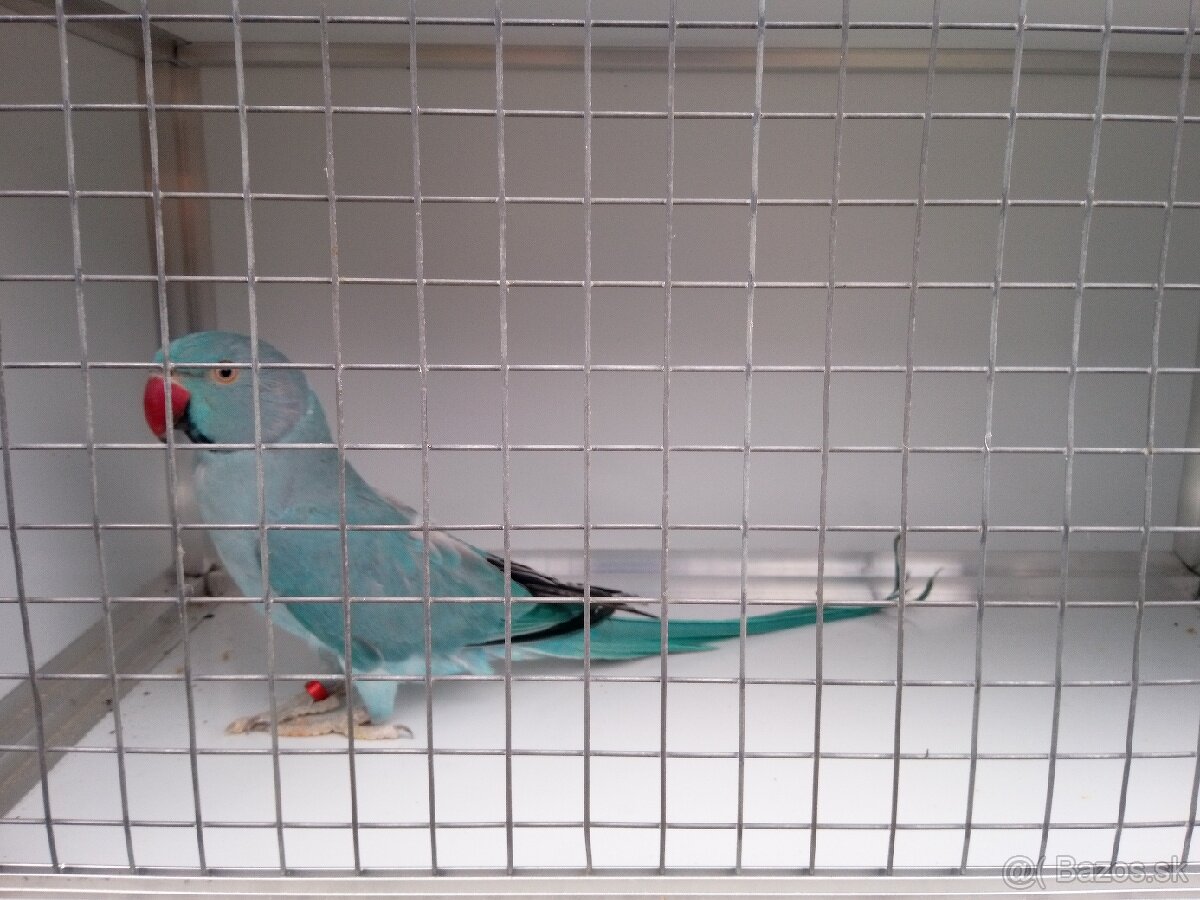 Alexandre malé ročník 24(DNA+PBFD test). - 5