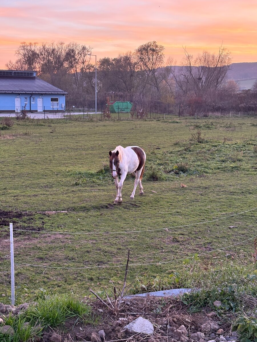 Žrebček na predaj - 5