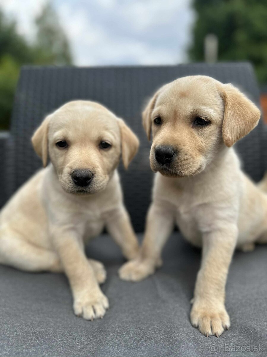 šteniatka labrador a (biely psík) - 5