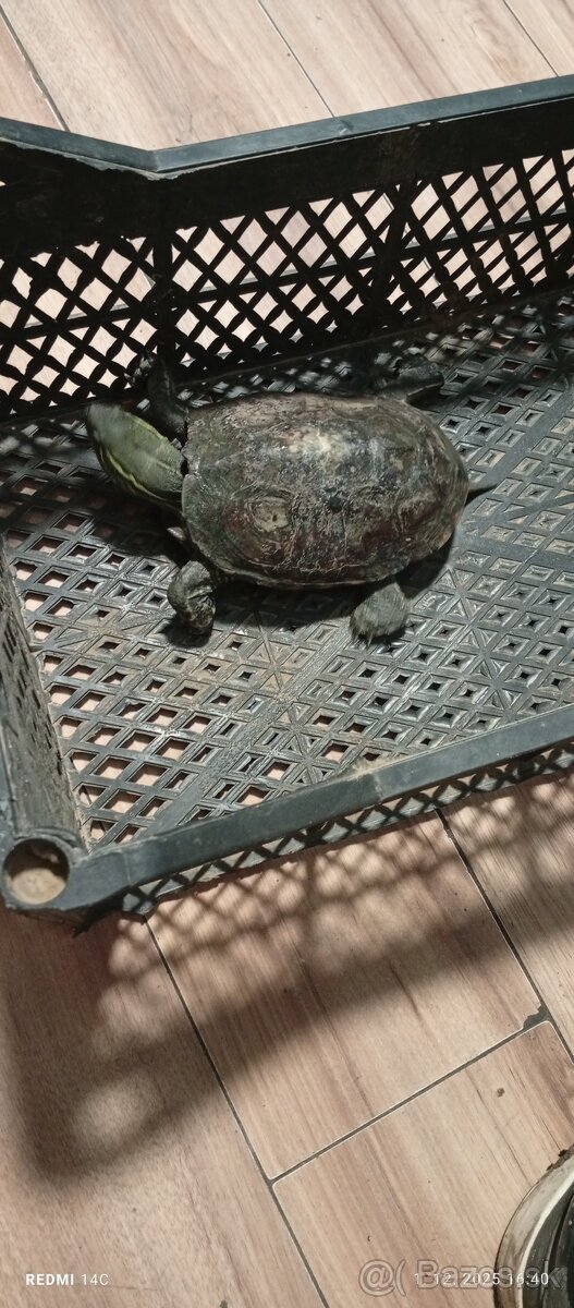 Predám koritňacka - 5