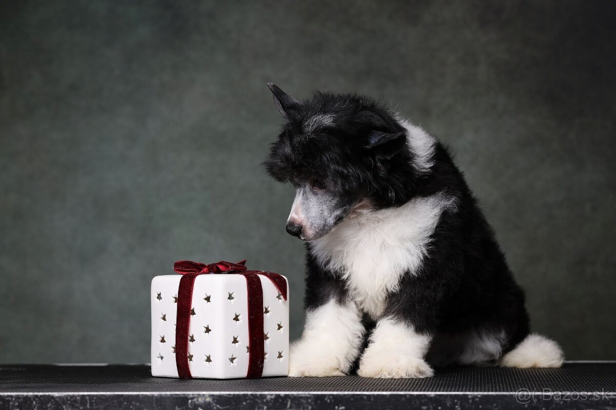 Čínsky chocholatý pes - labutienka - 5