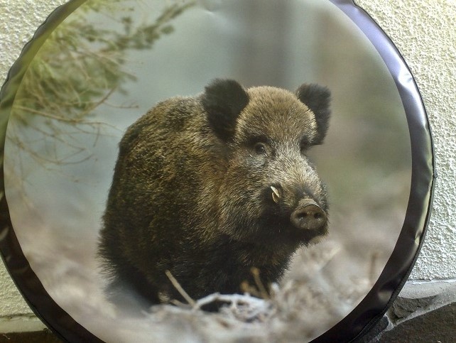 Kryt rezervy kolesa - 5