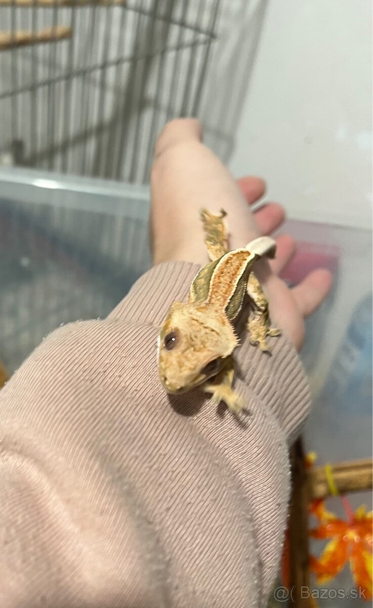 Pagekon riasnaty (correlophus ciliatus) - 5