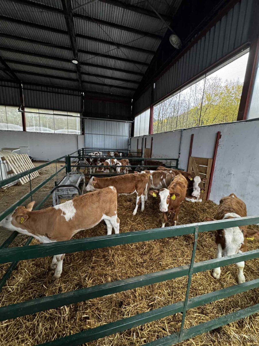 Texas panely,brany pre dobytok - 5