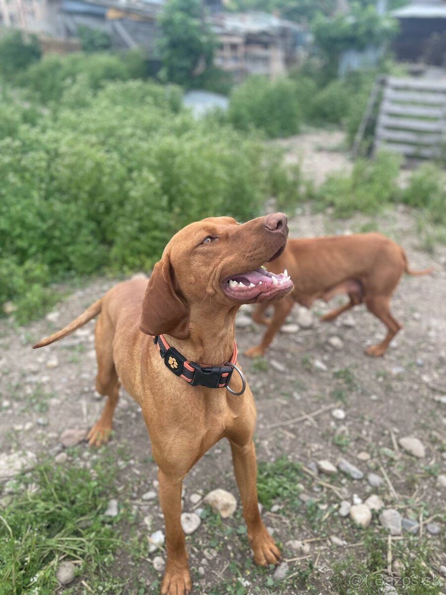 Maďarska vyzla - 5