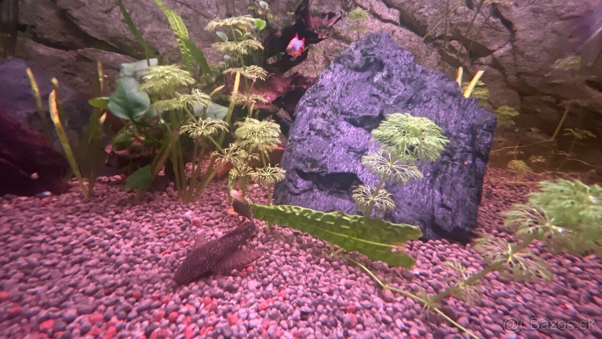 Set dvoch akvárií - 5