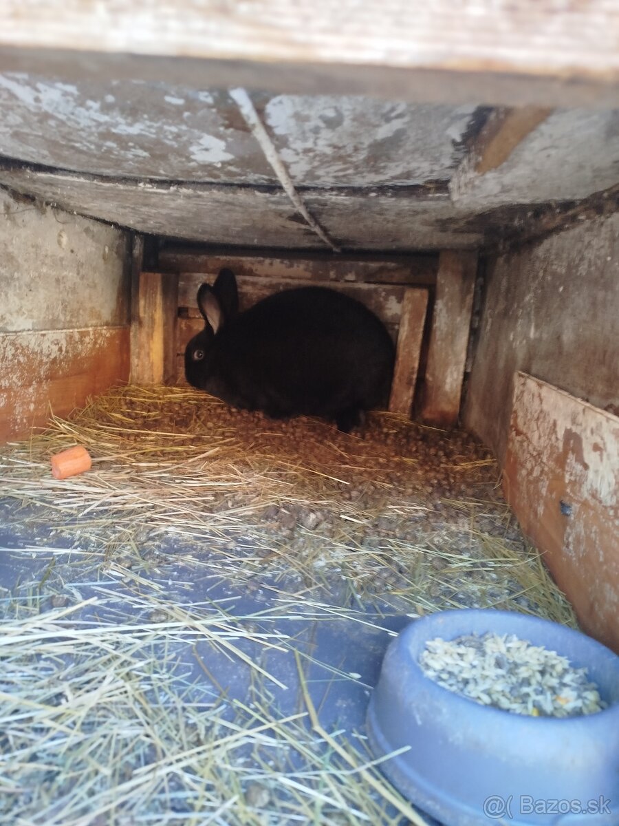 Predám zajace - 5