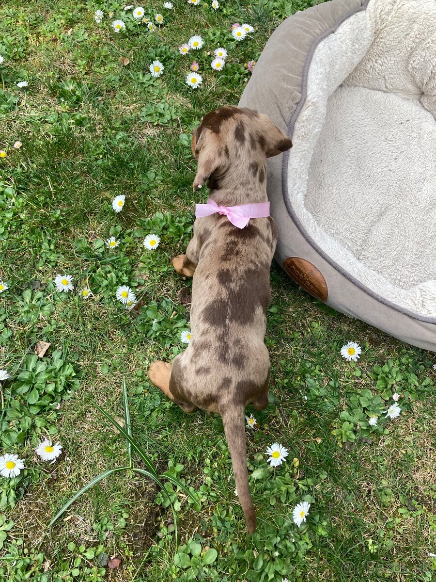 Jazvečík trpasličí krátkosrstý - 5