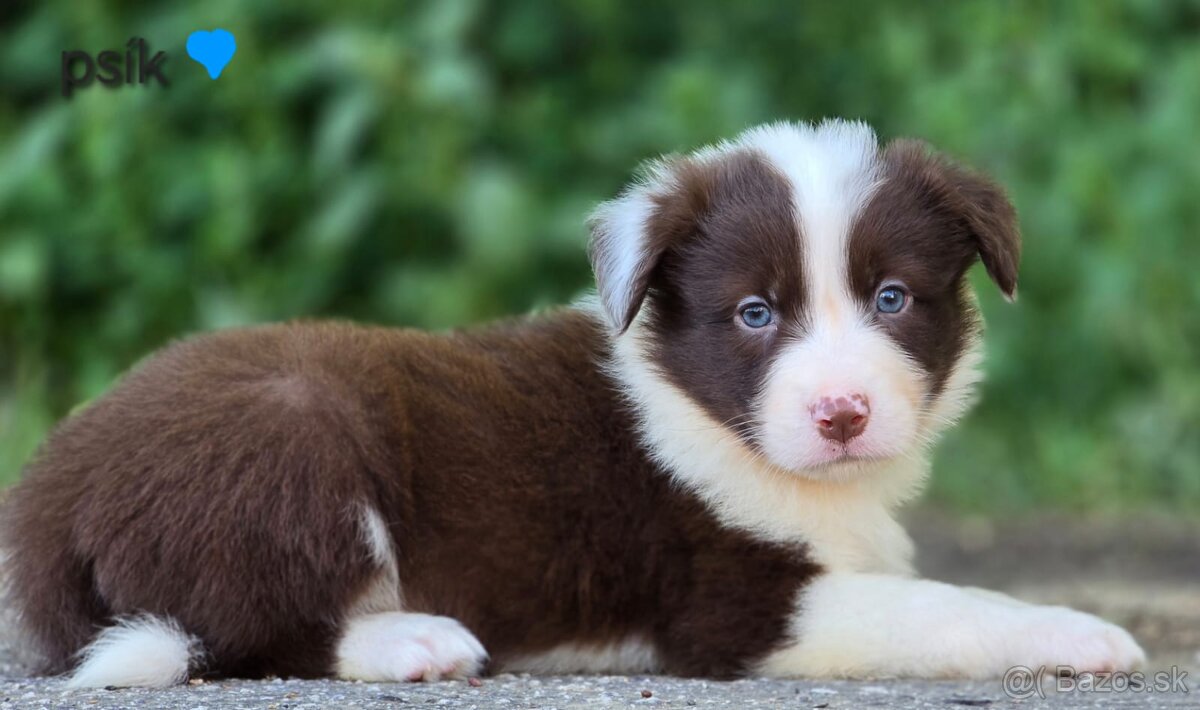 Border collie, kólia bez pp - 5