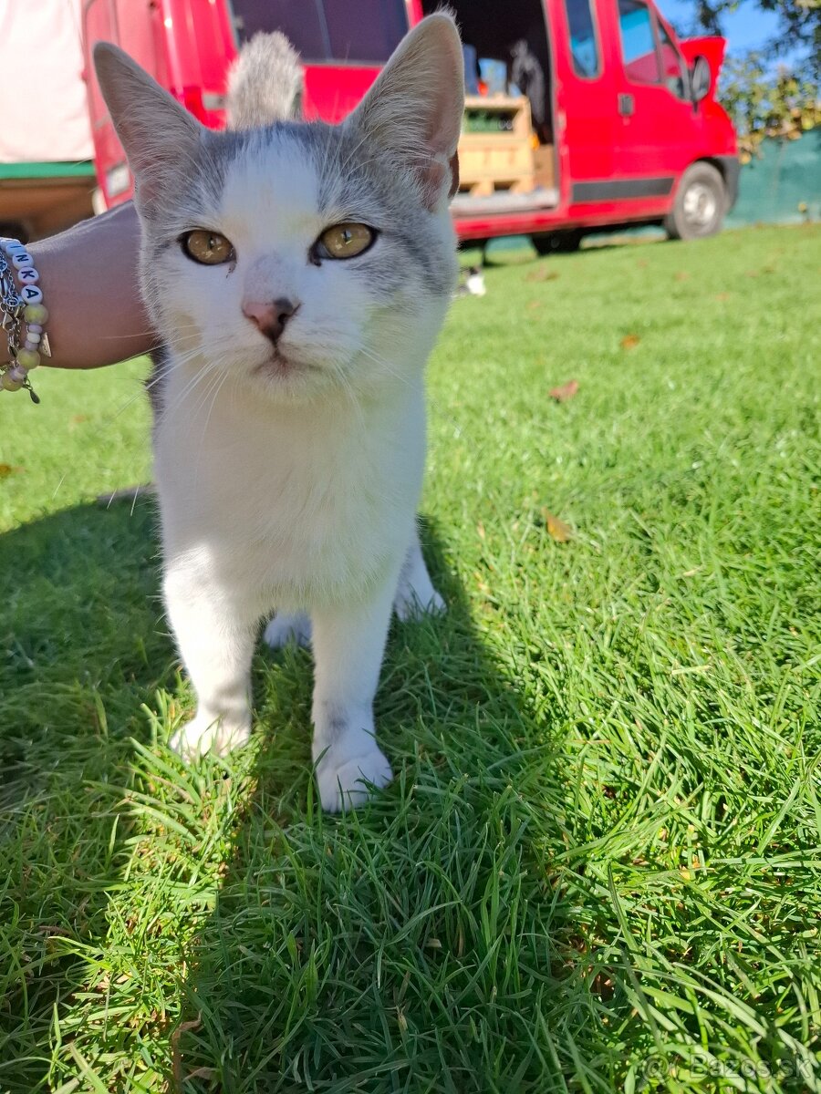 Darujem mačiatka - 5