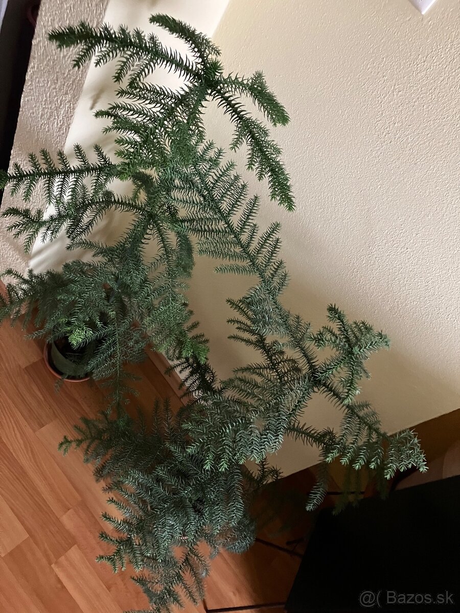 Izbová rastlina araucaria - 5