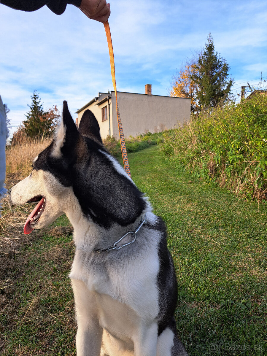🐾 DARUJEME DO DOBRÝCH RÚK – SIBÍRSKA HUSKY DAISY 🐾 - 5