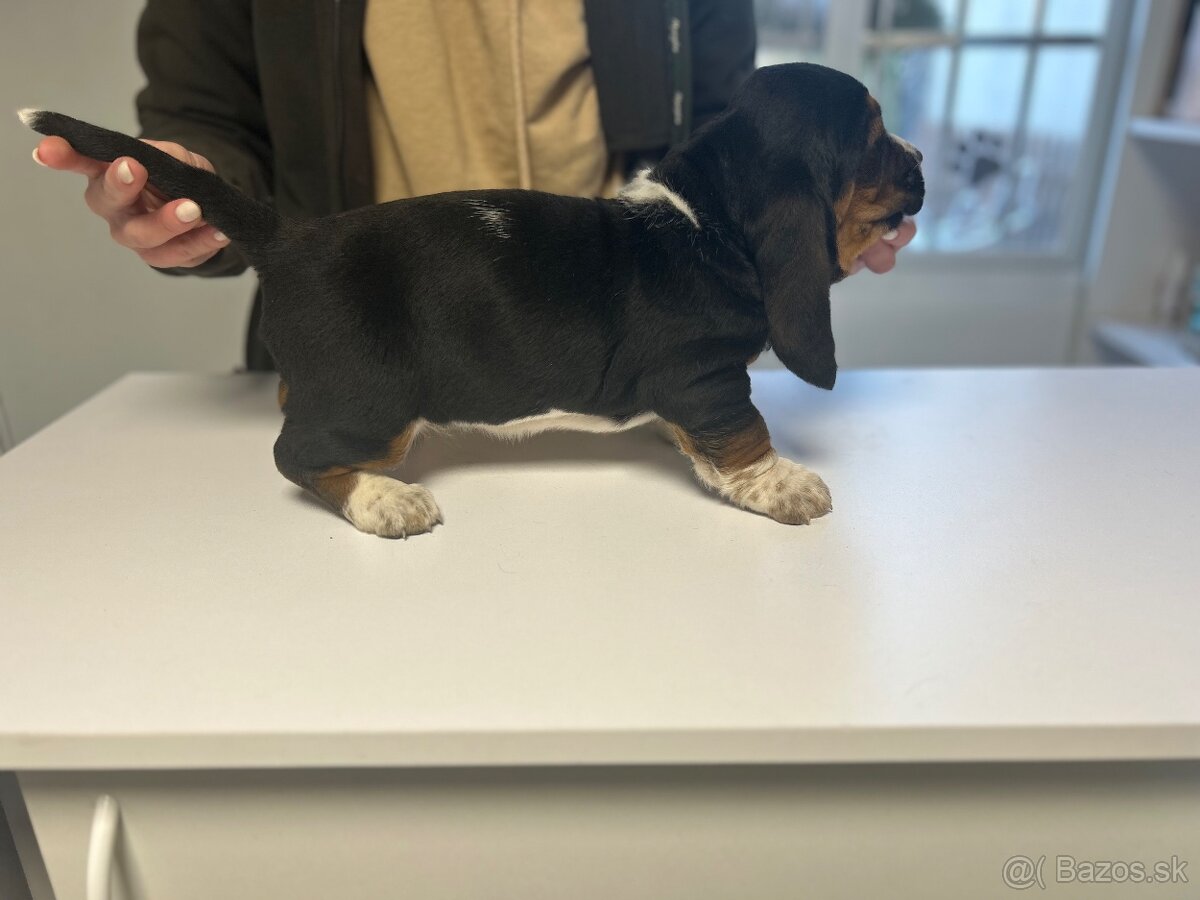 Basset hound šteniatka - rezervacie - 5