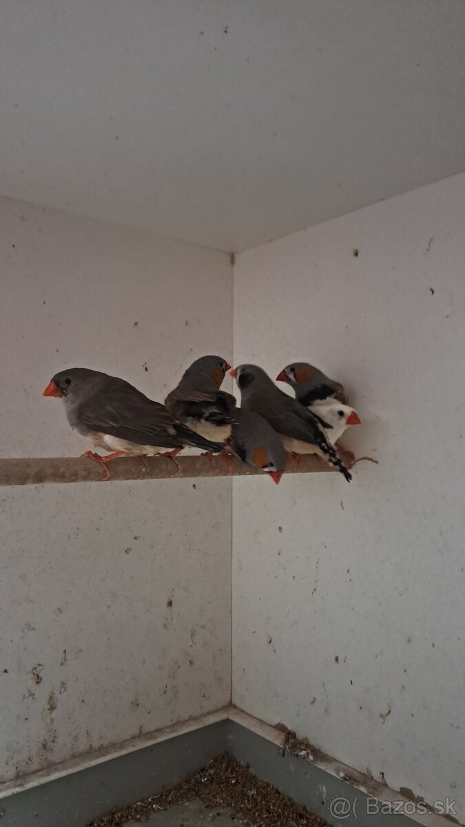 Predám zebričky - 5