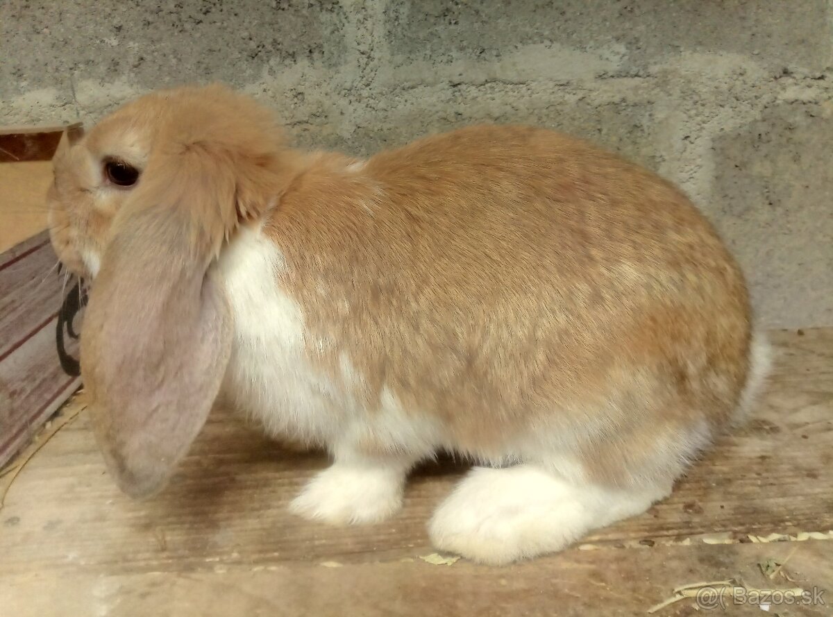 francúzsky baran - 5