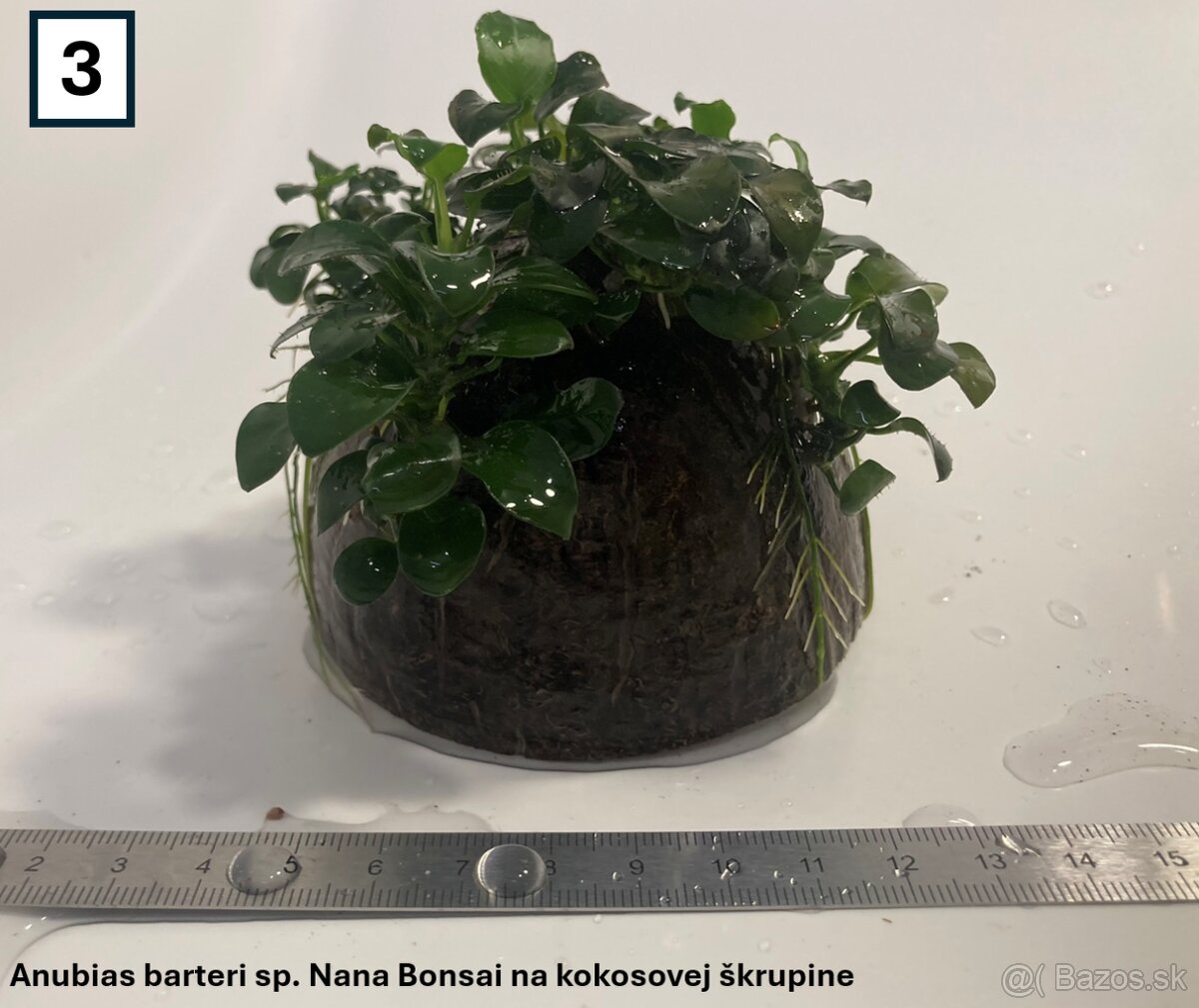 Akváriové rastliny na dekoráciach - 5