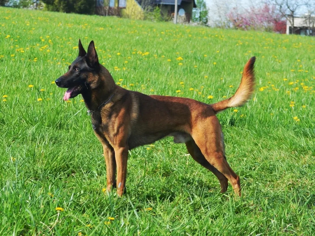 Belgický ovčiak Malinois s PP - 5