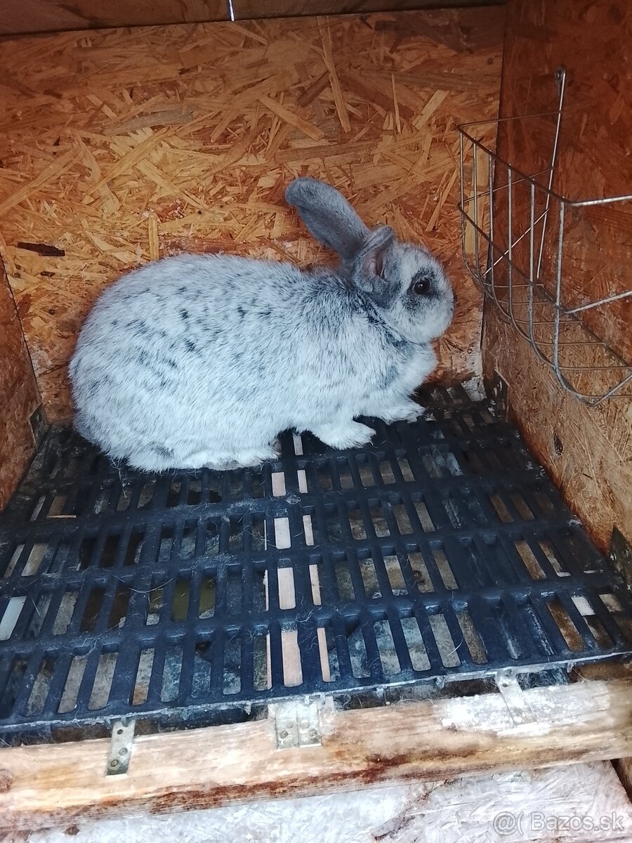Králik - 5