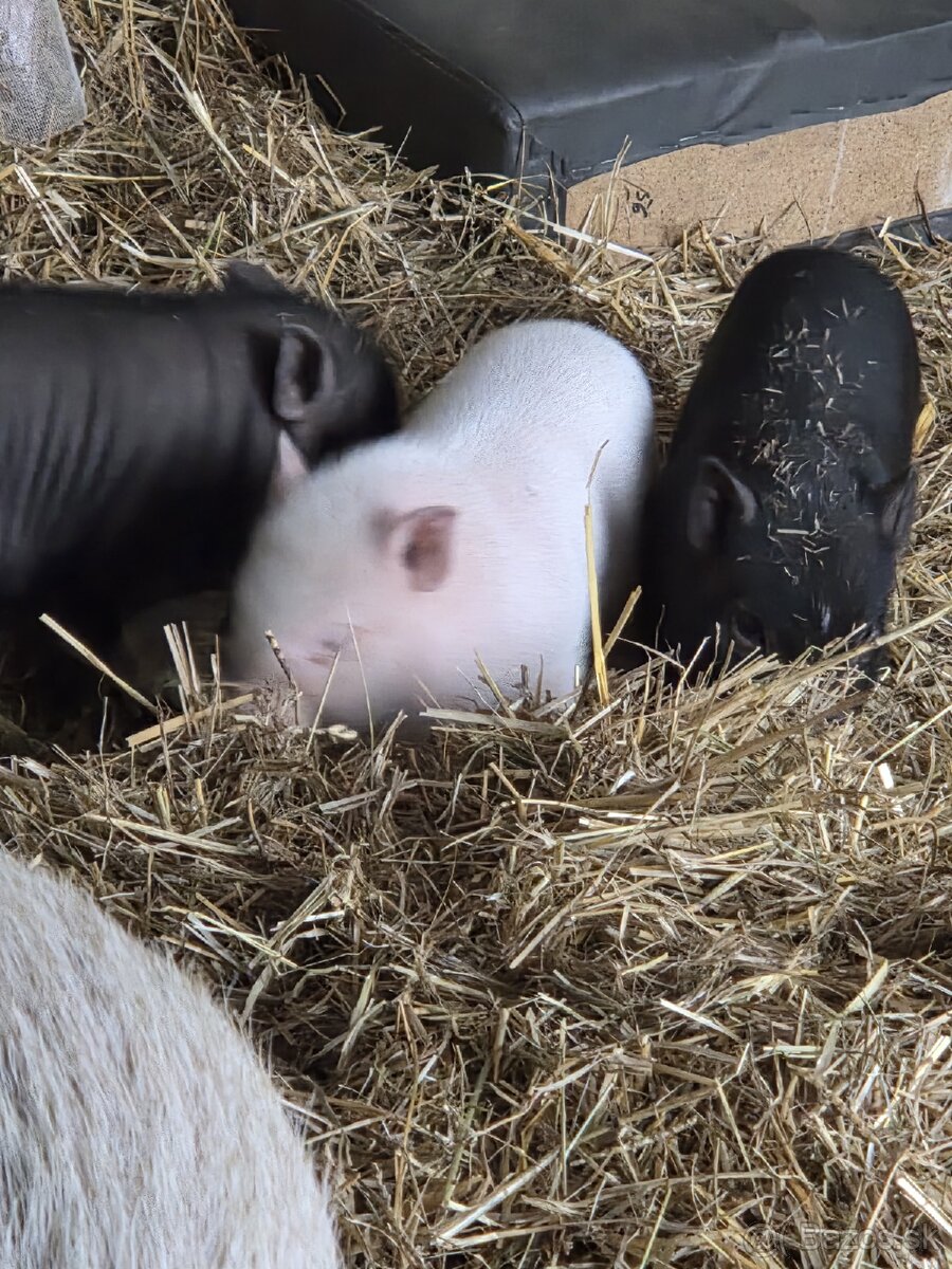 Vietnamské prasiatka - 5