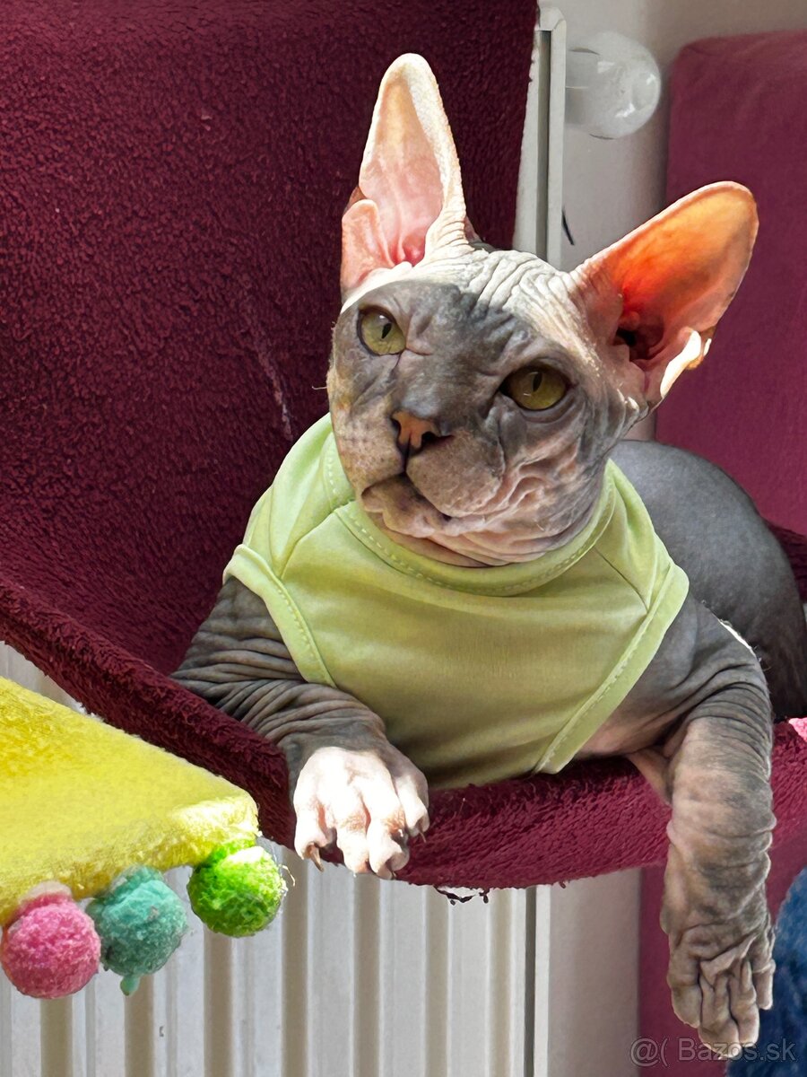 Don Sphynx PP - 5