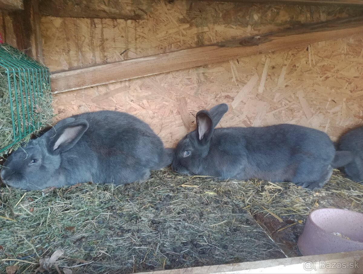 Zajace predaj - 5