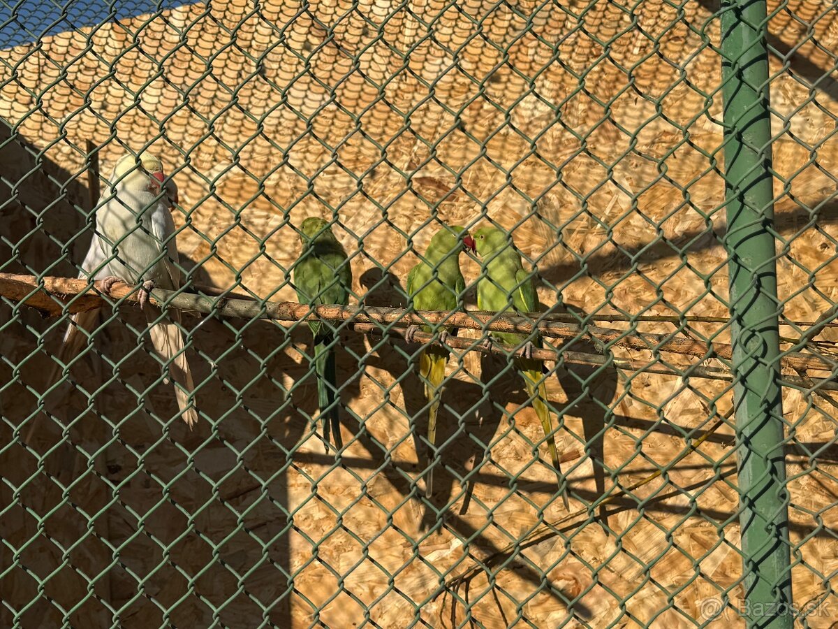 Alexandre malé , Papagáj spevavy - 5