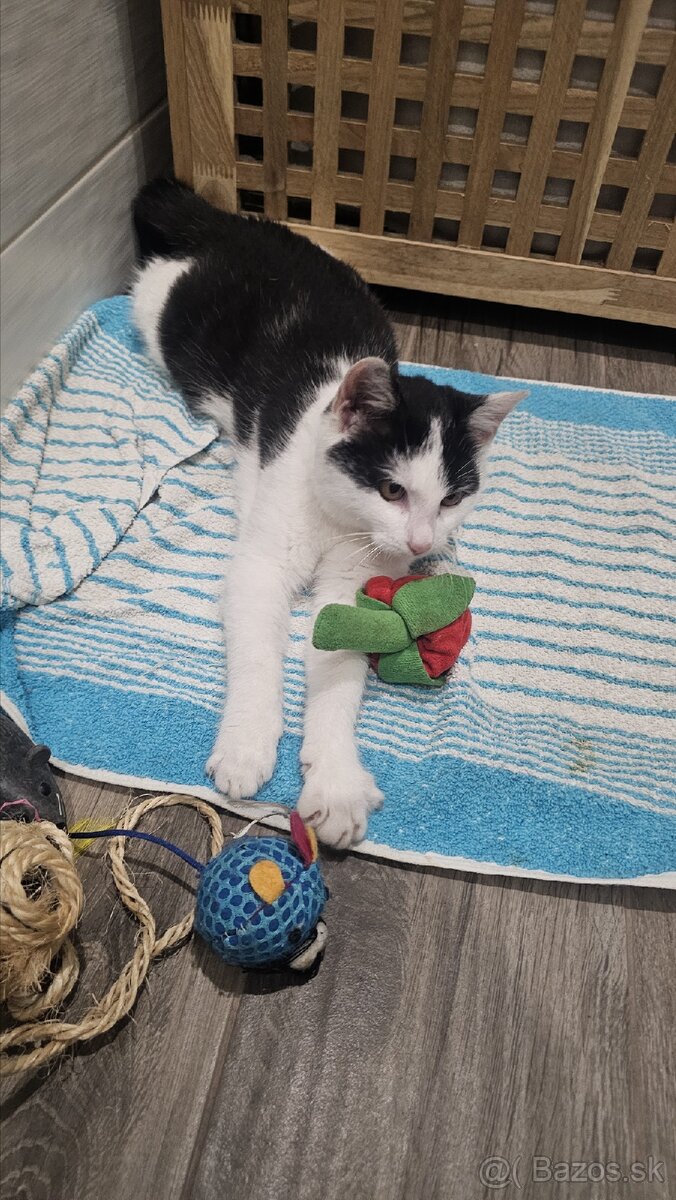 Darujem kocurika 4,5 mesačného - 5